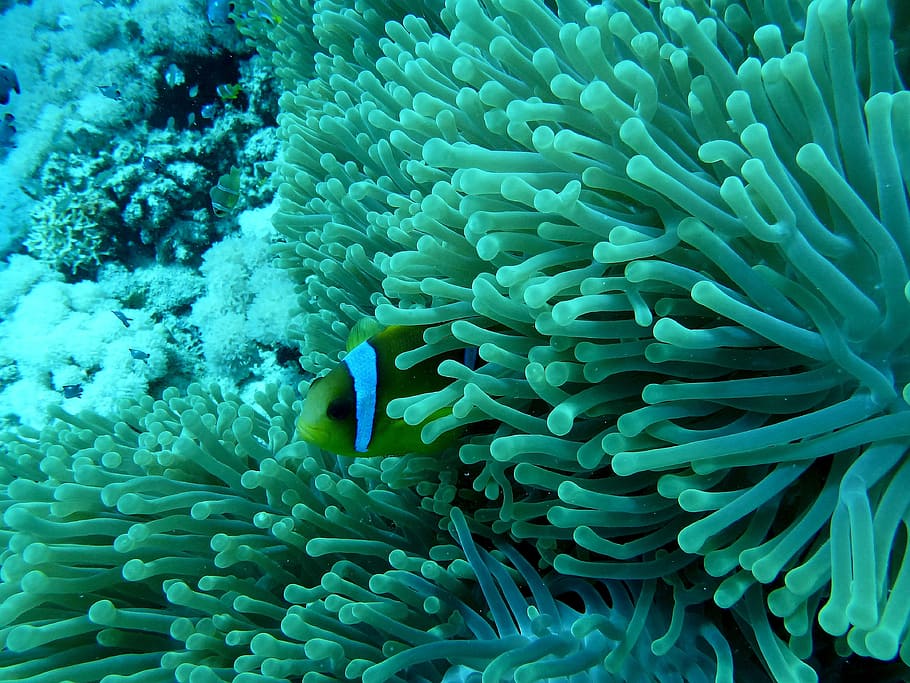 coral lot, anemone fish, underwater world, coral reef, red sea