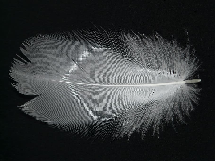 feather, white, filigree, down, plumage, spring dress, bird HD wallpaper