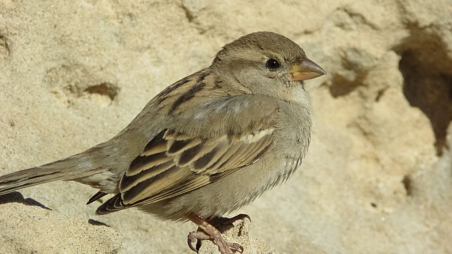 Sparrow, Bird, Wildlife, Feather, Nature, animal, cute, sitting, HD wallpaper