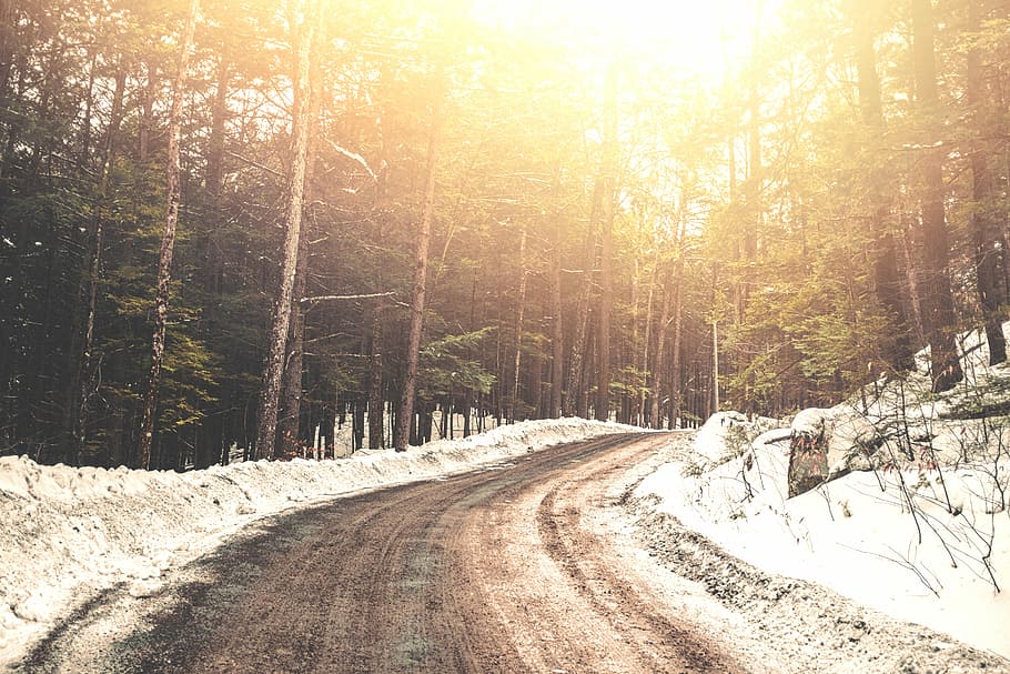 empty road with trees during golden hours, landscape photo of road between trees HD wallpaper