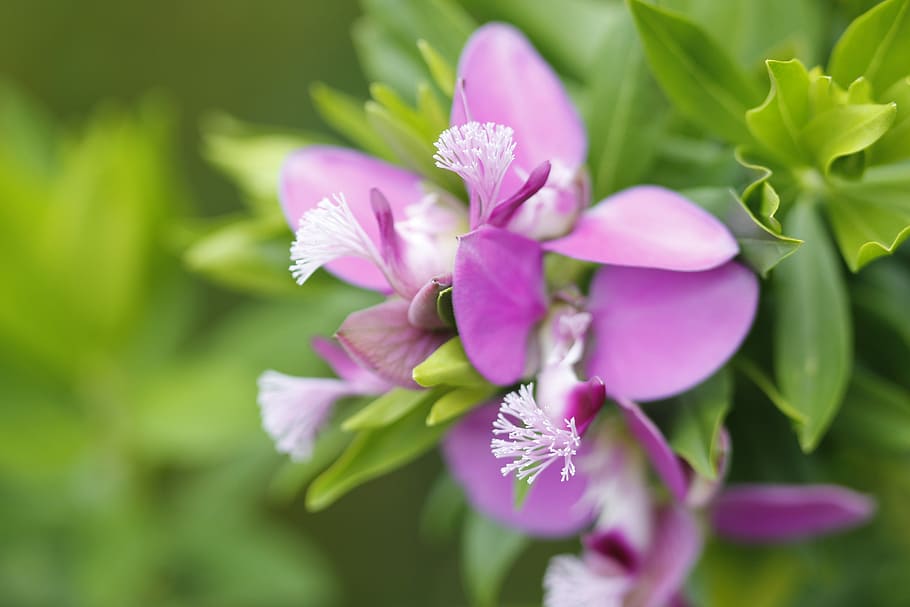 flower, green, nature, macro, close, color, turkey, spring HD wallpaper