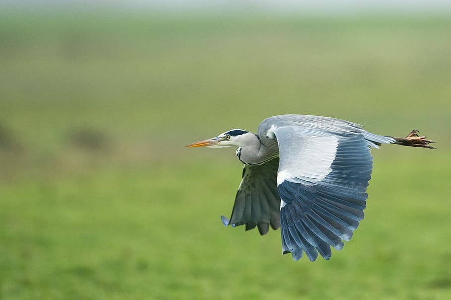 shallow focus photography of white and blue bird flying in the air, white bird flting HD wallpaper