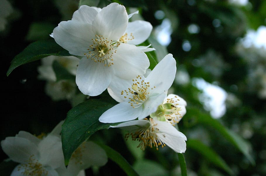 apple blossom, flowers, spring, flora, nature, plant, flowering plant HD wallpaper