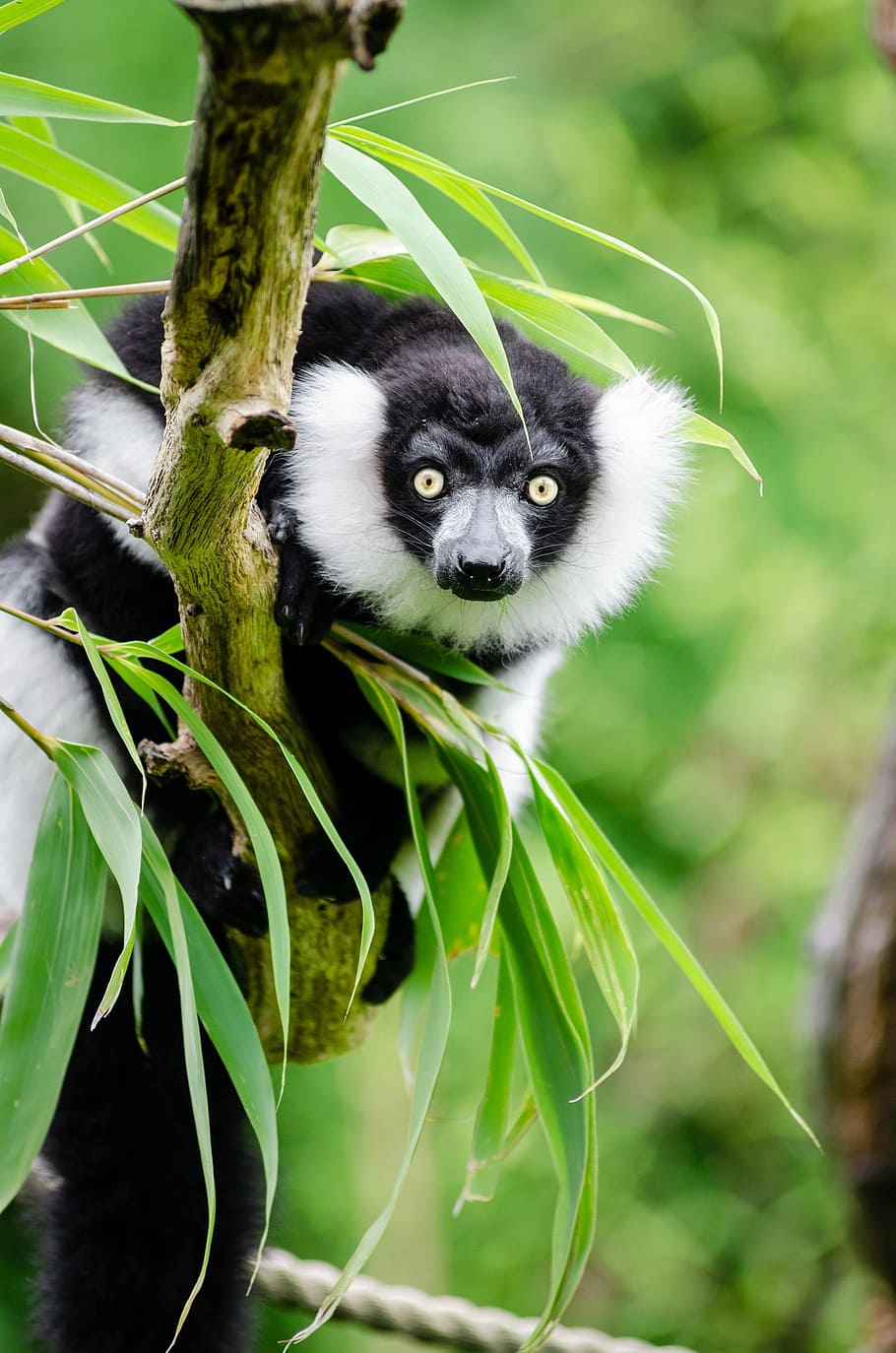 white and black animal on tree branch at daytime, black and white ruffed lemur