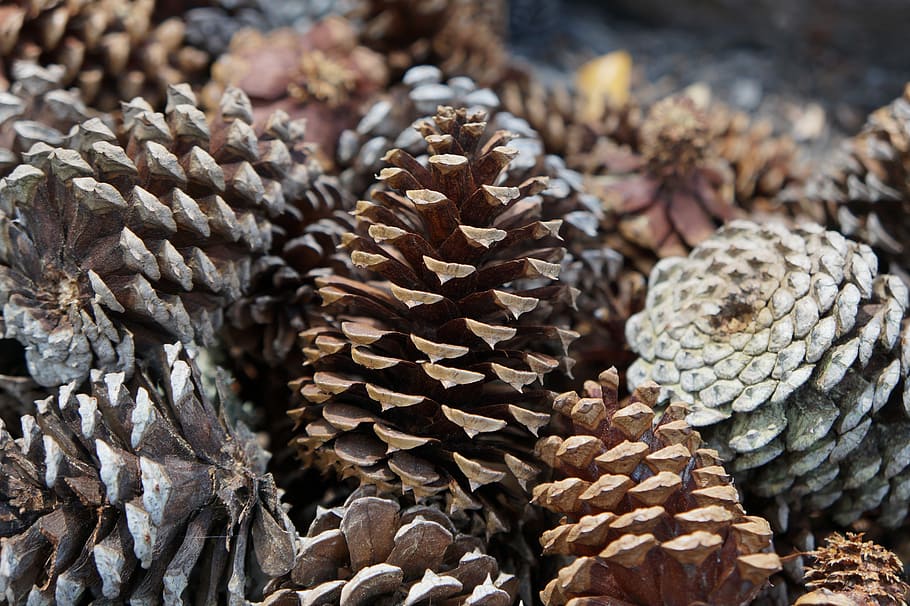 nature, wood, pine cone, tree, fractal, earth, element, pattern HD wallpaper