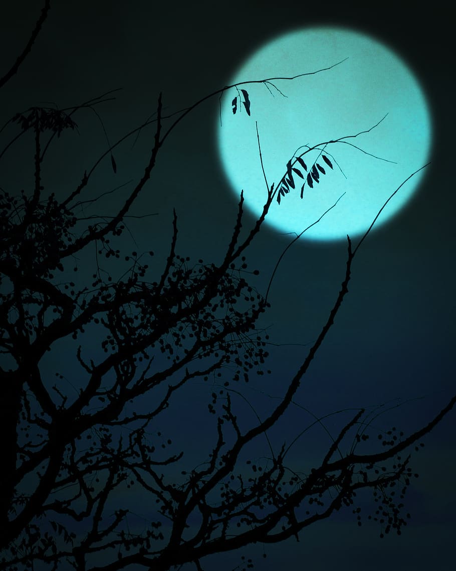 moonlight, tree, dark, night, black, plant, silhouette, nature HD wallpaper