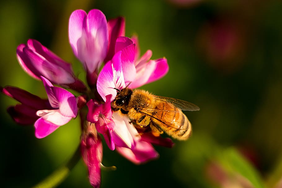 spring, flower, nature, blossom, floral, plant, natural, green HD wallpaper