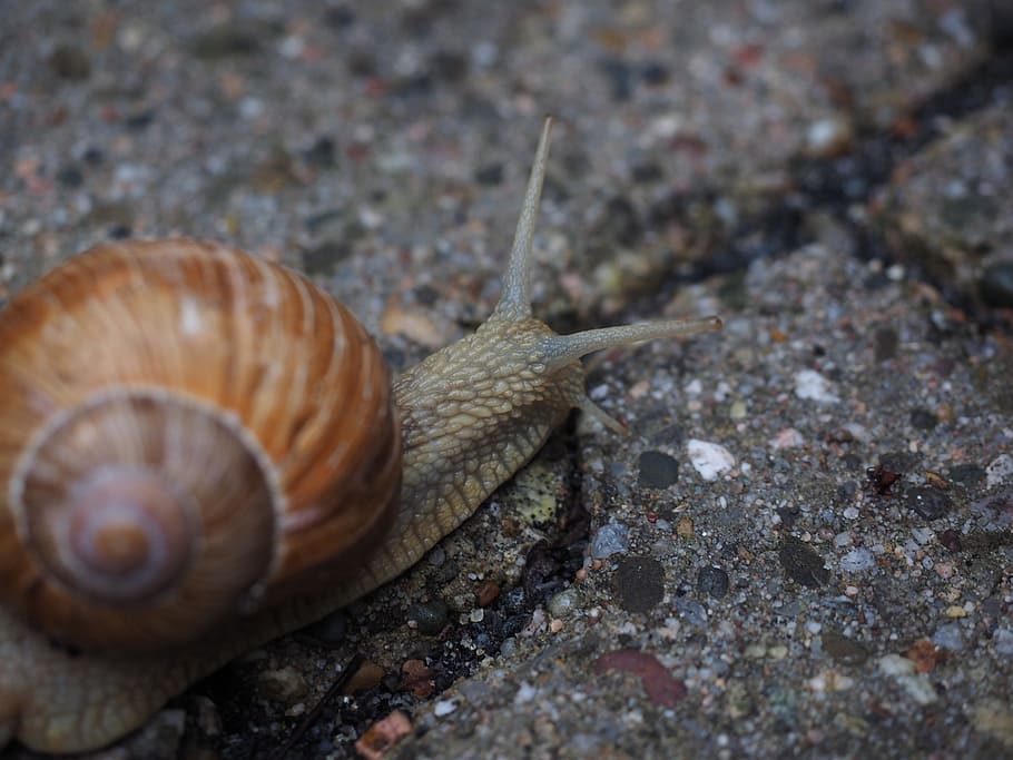 Snail, Probe, Crawl, Shell, Mollusk, reptile, helix pomatia HD wallpaper