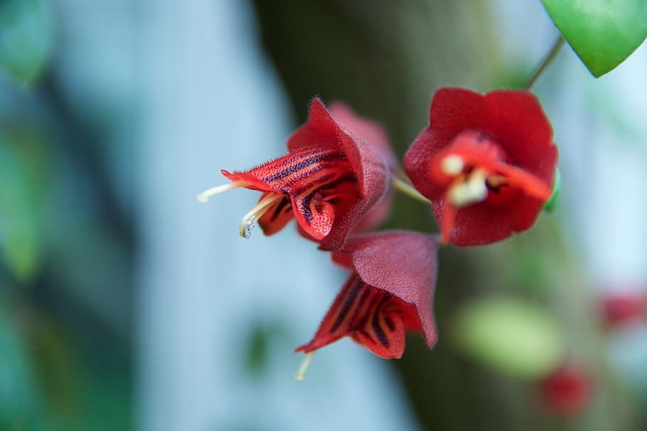 blossom, bloom, macro, flower, wild plant, exotic, tropical HD wallpaper