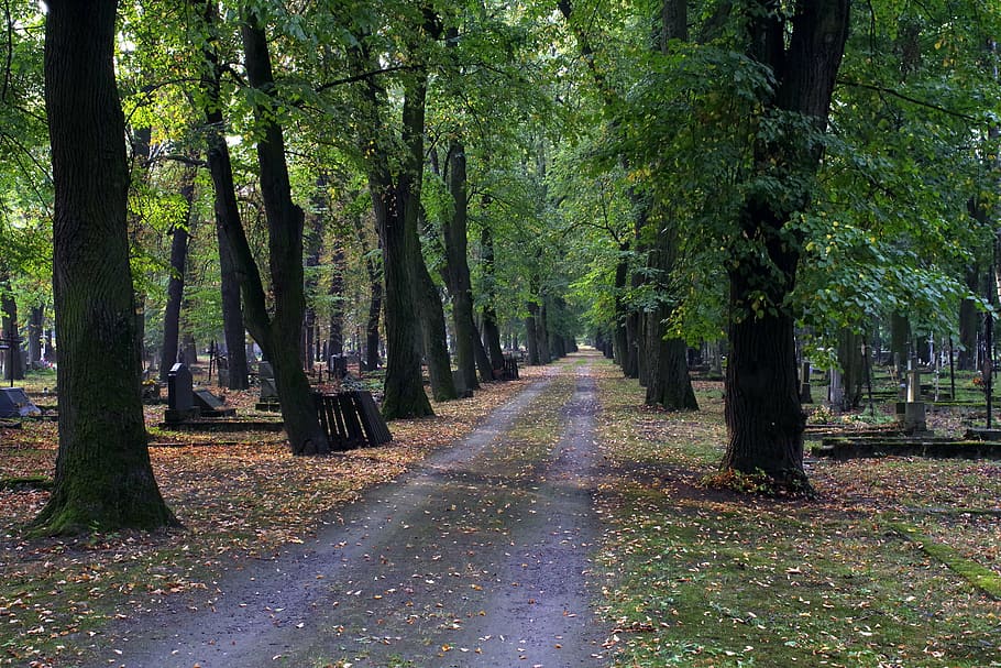 alley, cemetery, autumn, it went down the list, tombstone, the path, HD wallpaper