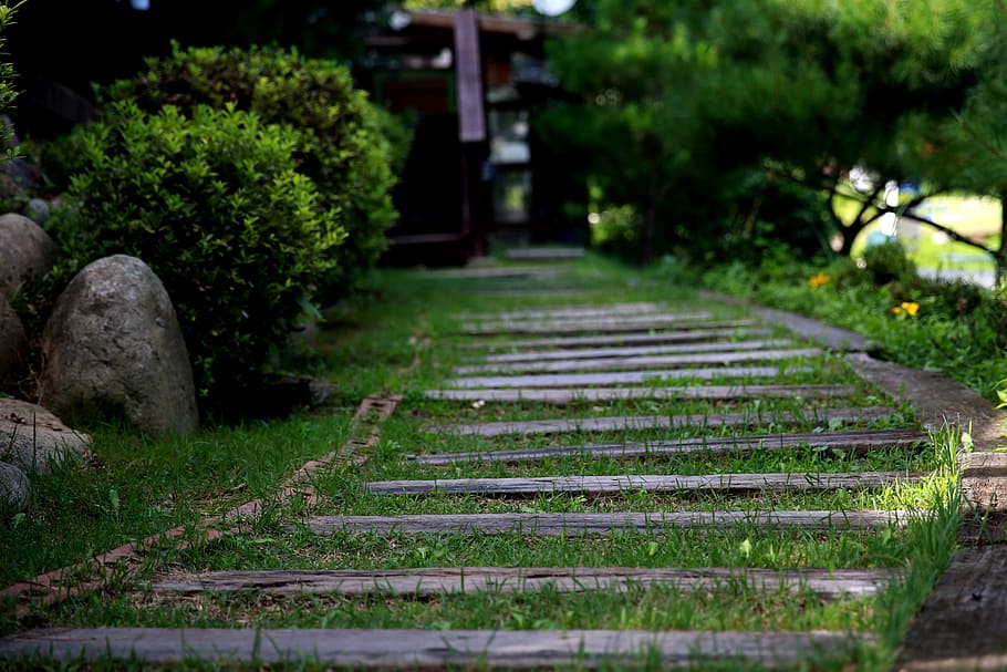 forest road, gil, trail, cold trails, garden, plant, no people HD wallpaper