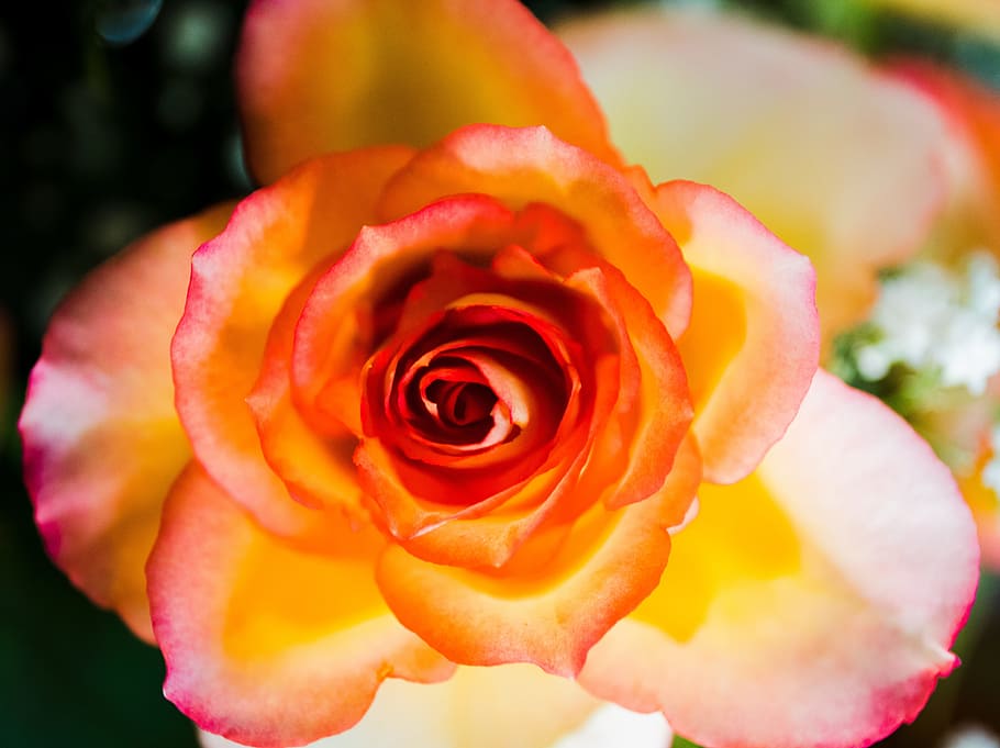 close up photo of pink Rose flower, yellow, red, orange, rose blooms HD wallpaper