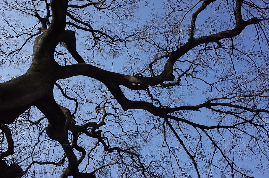 wood, sky, backlight, twig, winter, branch, bare tree, low angle view HD wallpaper