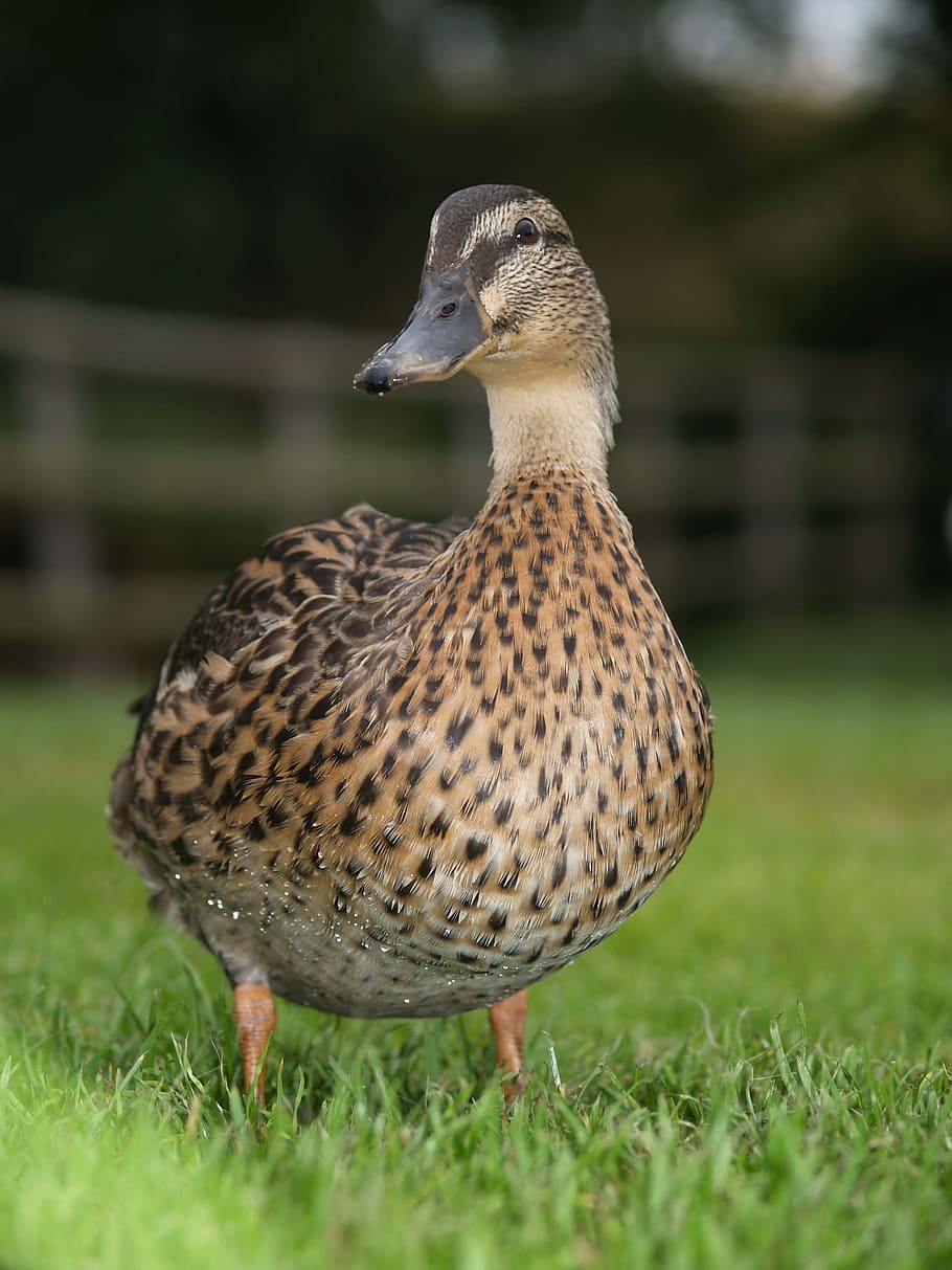 Duck, Camping, Outdoor, bird, one animal, grass, animal themes HD wallpaper