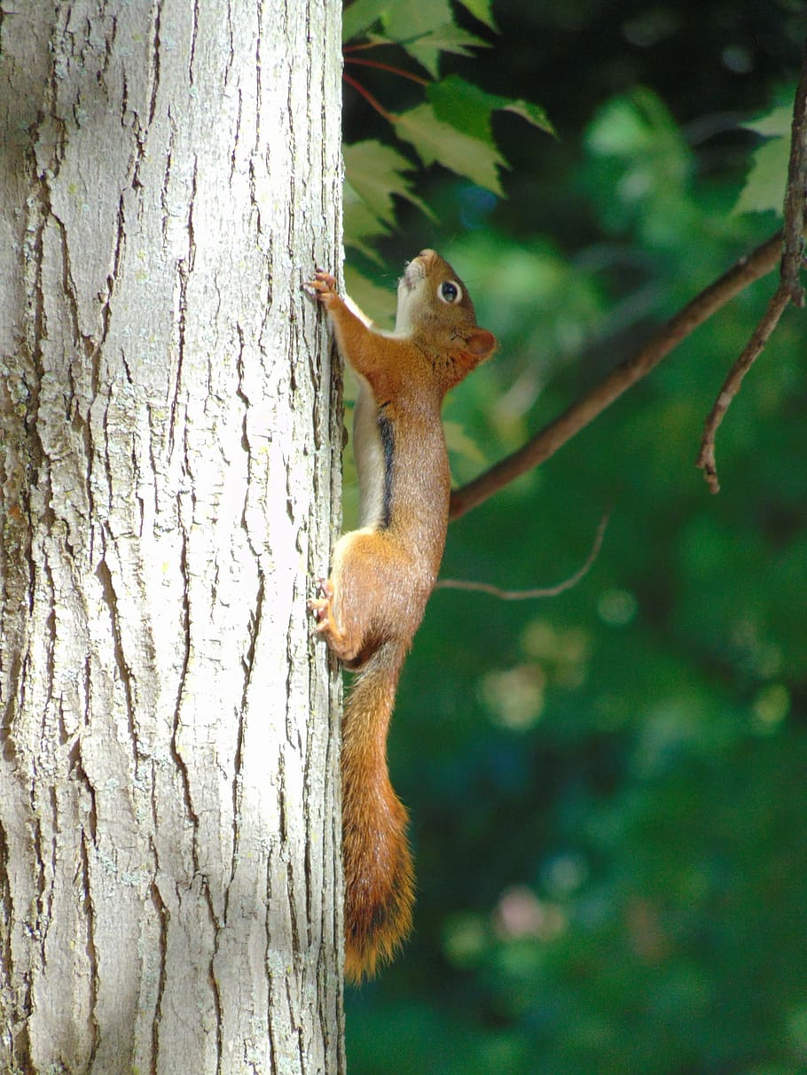 squirrel, animals, rodent, tree, fauna, branch, animals in the wild HD wallpaper