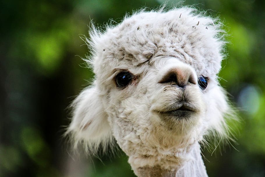 alpaca, animals, animal themes, one animal, mammal, domestic animals HD wallpaper