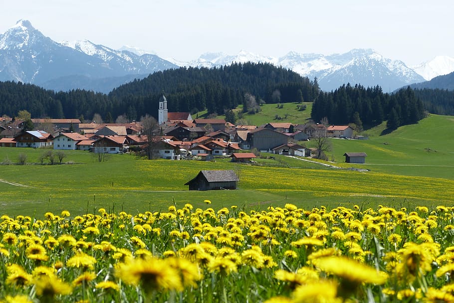 allgäu, spring, dandelion, plant, scenics - nature, mountain HD wallpaper