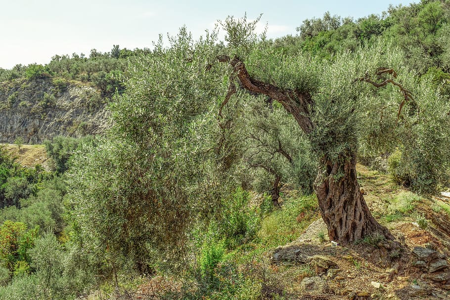 olive tree, countryside, nature, rural, landscape, mediterranean, HD wallpaper