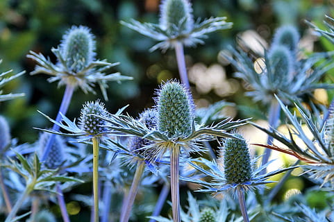 Thistle, Bee, Blue, Violet, blue thistle, insect, nature, prickly HD wallpaper
