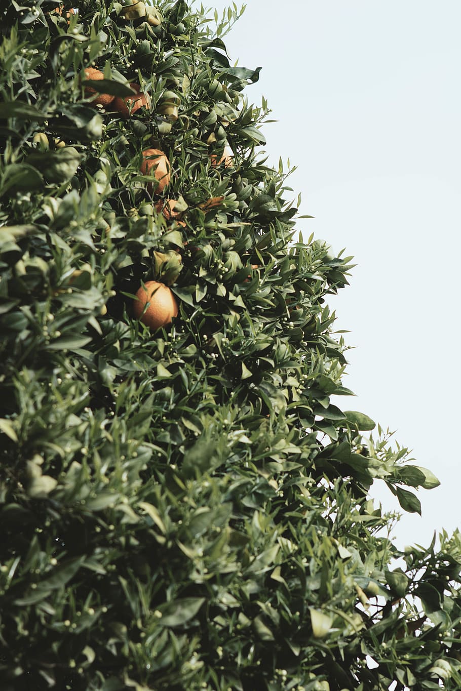 orange tree during daytime, green leafed plant, blue, bright blue HD wallpaper