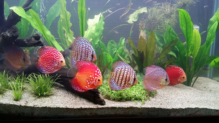 seven red and grey fish inside the aquarium, schooling discus fish