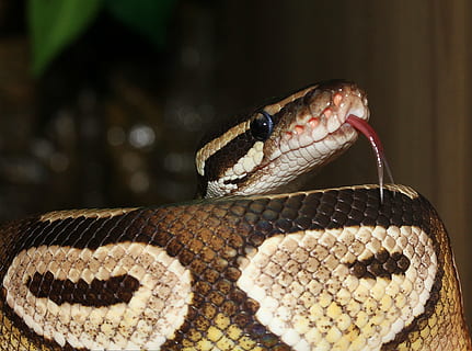 snake, ball python, python regius, beauty, brown, ballpyhton HD wallpaper