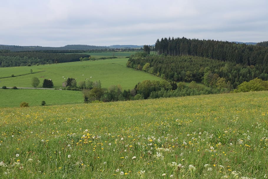 Grass, Pasture, Meadow, Landscape, fields, forest, dandelions HD wallpaper