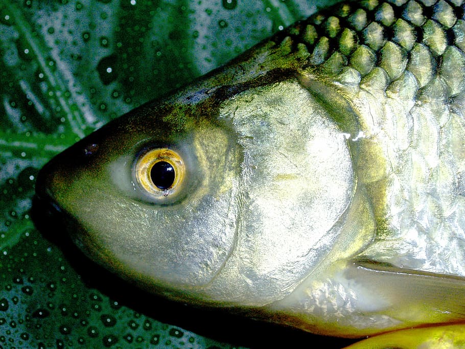 fish, carp, meal, river, pike, masking, carpio, cypriniformes HD wallpaper