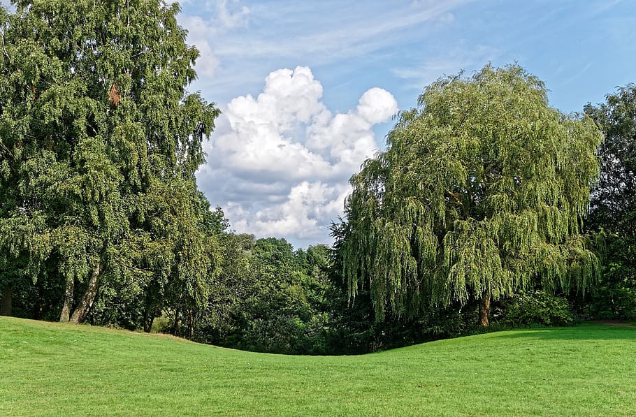 hamburg, park, green lung, outside, meadow, plant, tree, beauty in nature