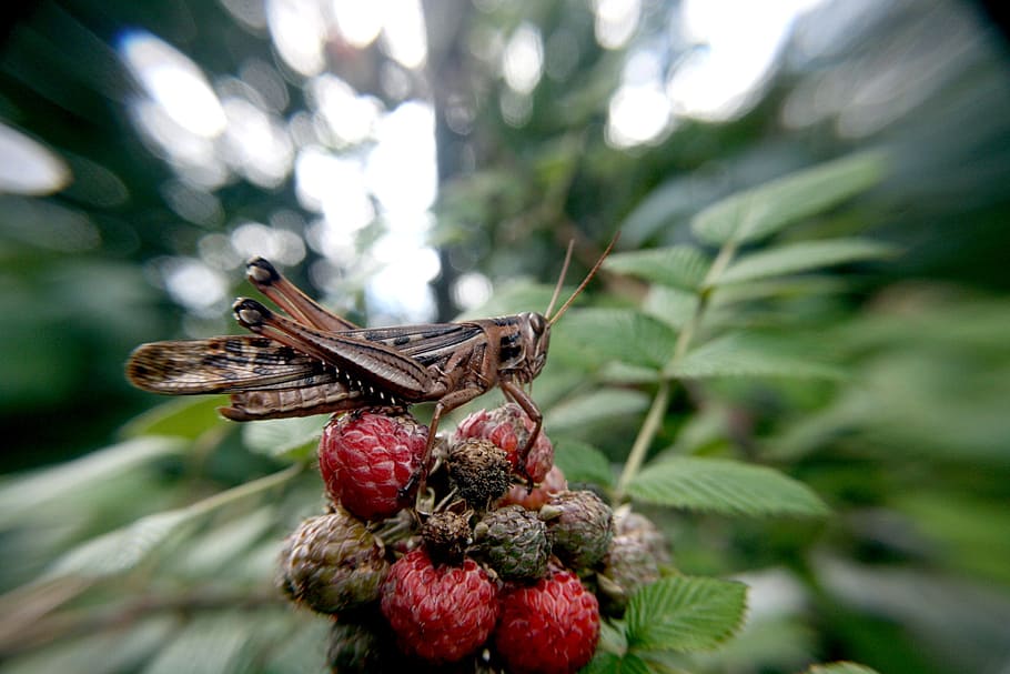 grasshopper, insect, lobster, focus on foreground, plant, close-up HD wallpaper