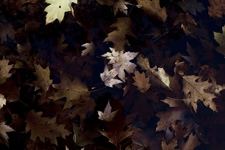 Free download | HD wallpaper: brown maple leaves, closeup photo of ...