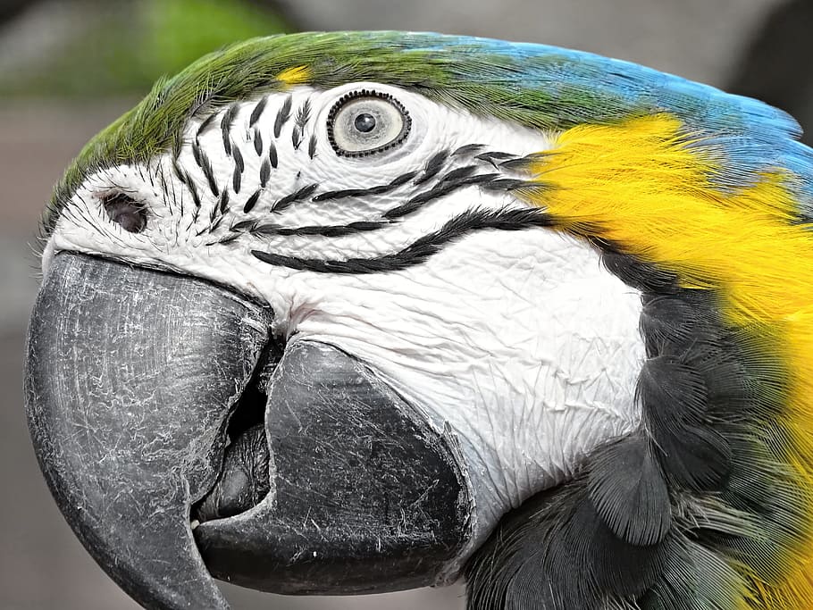 close up photo of blue-and-yellow macaw, ara, bird, parrot, colorful, HD wallpaper