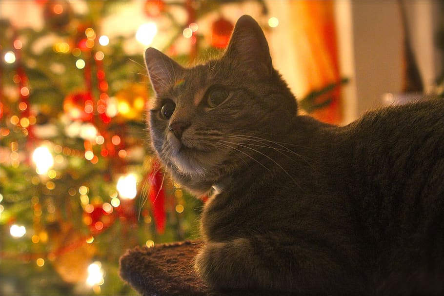 cat, christmas, contemplative, glaskugeln, weihnachtsbaumschmuck, HD wallpaper