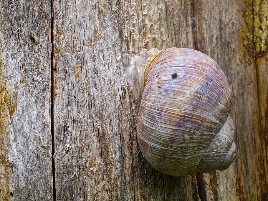 snail, shell, snail shell, animal, nature, wood - material HD wallpaper
