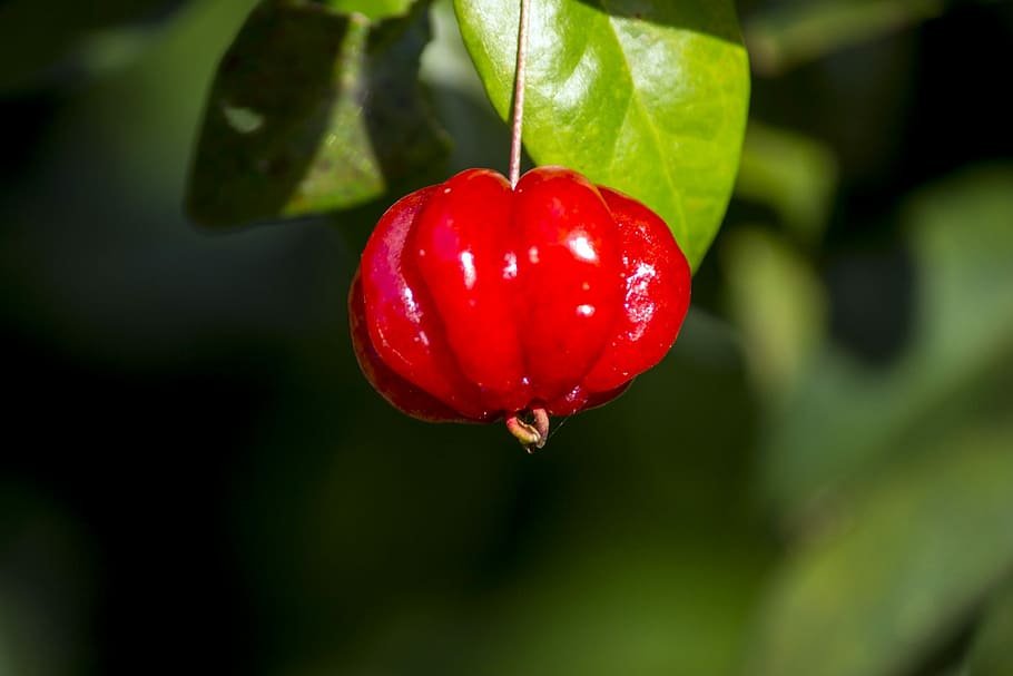 Cherry, Red Fruit, Fruit, Orchard, garden, nature, silvestre HD wallpaper