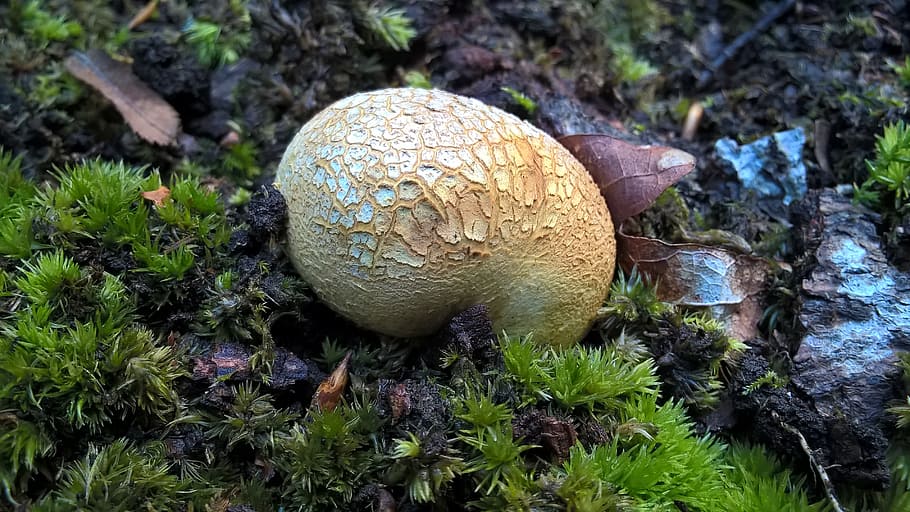 fungi, forest, moss, mushroom, fungus, nature, plant, food HD wallpaper
