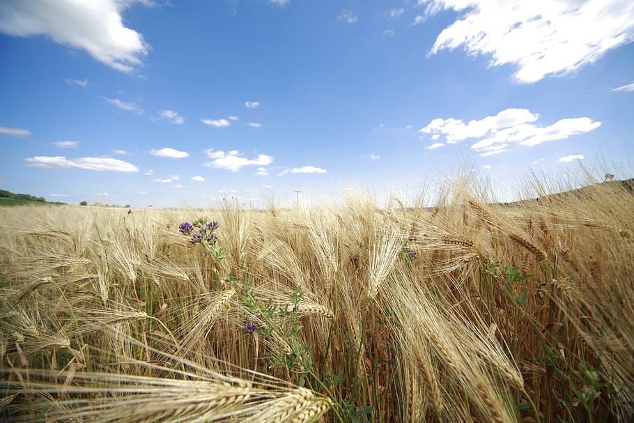 cornfield, nature, summer, plant, land, sky, cloud - sky, landscape HD wallpaper