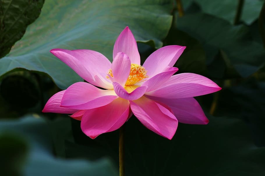 shallow focus photography of pink flower, botanical garden, lotus, HD wallpaper