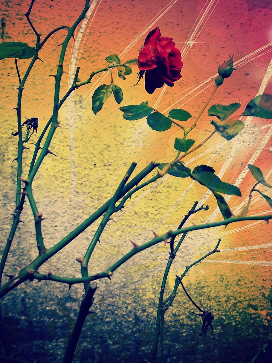 red rose with thorns, blossom, bloom, flower, beauty, fragrance HD wallpaper