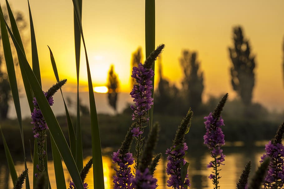 purple flowers at golden hour, sunset, lake, reflection, evening HD wallpaper