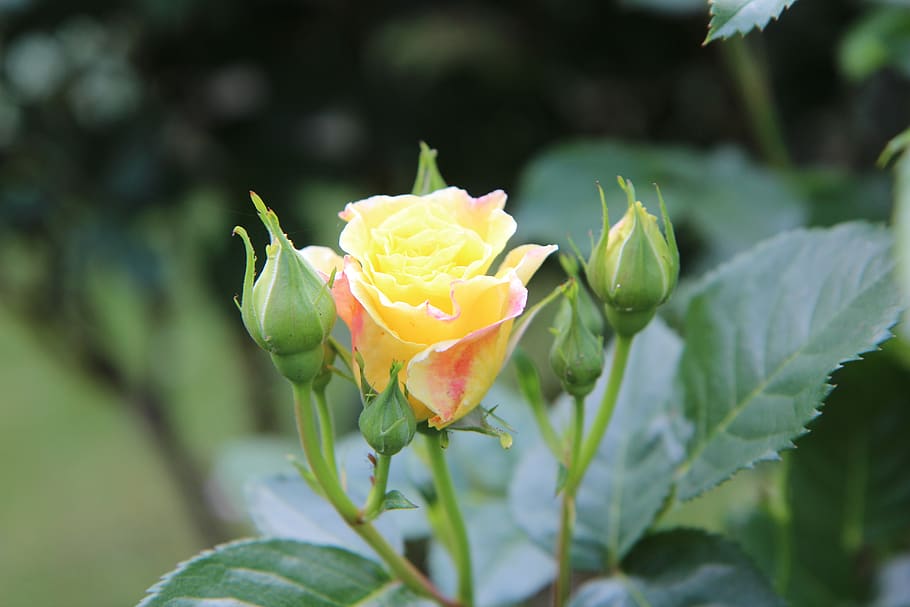 pink, rosebush, yellow rose, pink flowers, flowering, flowering rose bush