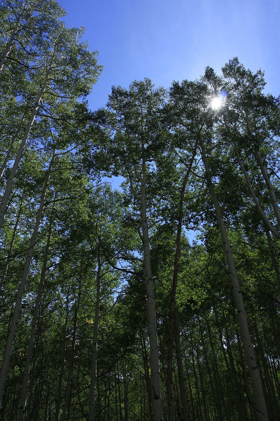 Trees, Sun Ray, Forest, nature, low angle view, outdoors, sky HD wallpaper