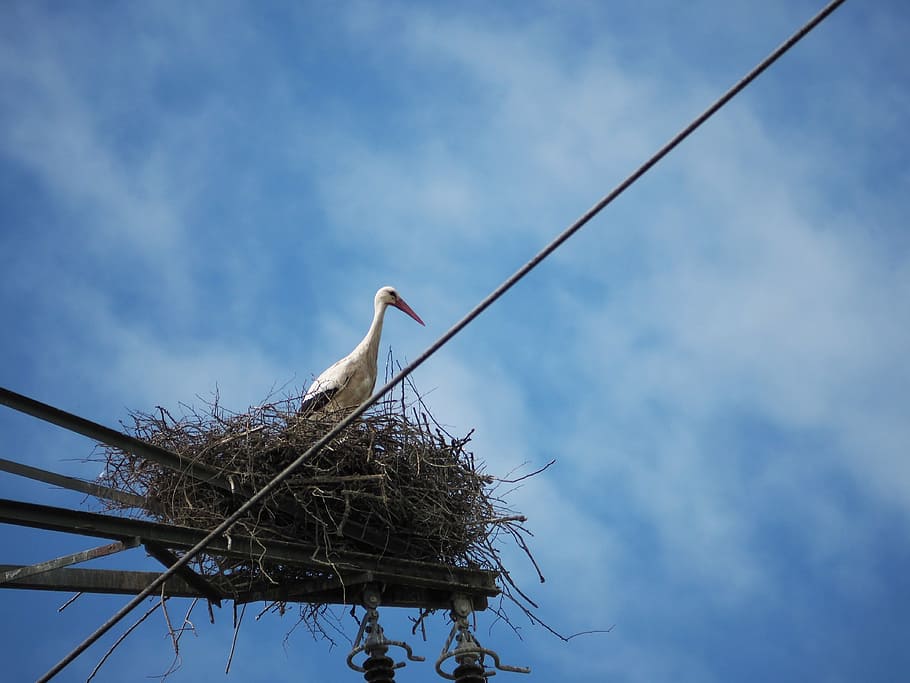 Fly the nest. Белый Аист гнездо. Аисты на крыше. Аисты небо гнездо. Гнездо аиста фото.