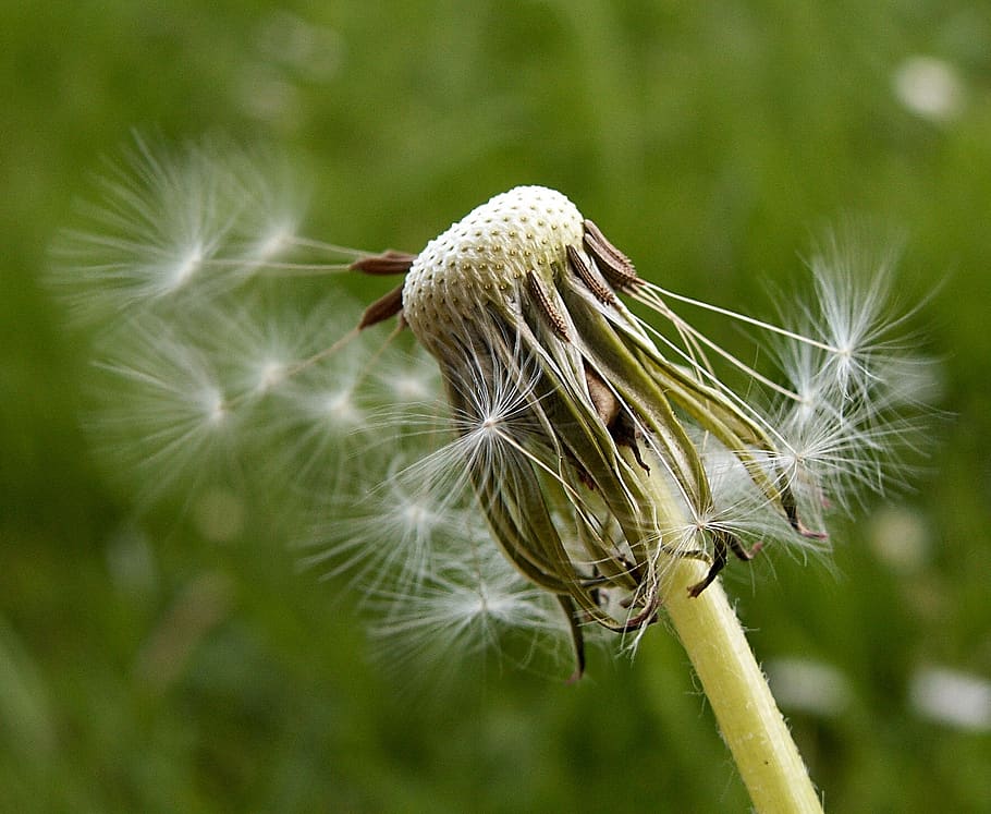 dandelion, faded, seeds, fluff, grass, macro, focus on foreground HD wallpaper