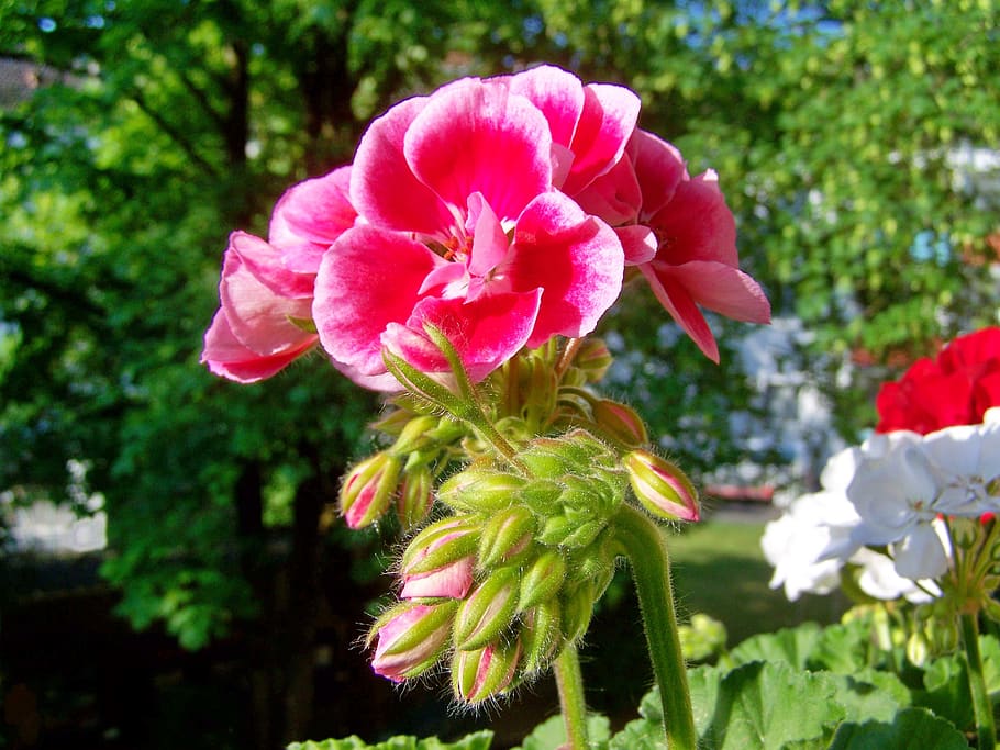 geranium, two-faced flower, flowering plant, beauty in nature HD wallpaper
