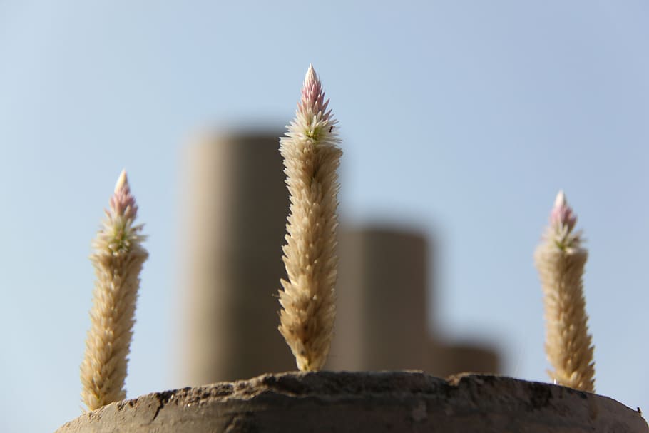 plant, flower, pot, focus on foreground, close-up, succulent plant HD wallpaper