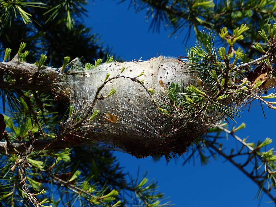 spun yarn, nest, track, spun nests, pine processionary, larch, HD wallpaper