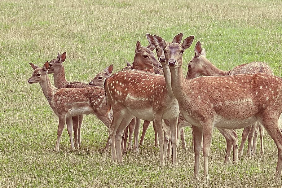deer, fallow deer, meadow, glade, wild, animal, scheu, roe deer HD wallpaper