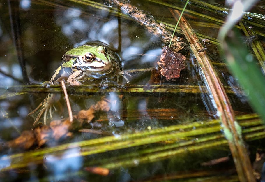 frog, toad, tree frog, pond, pools, water, reed, grass, frog in the water HD wallpaper