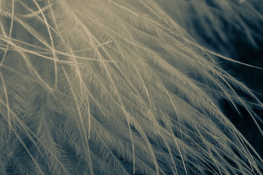 white feather, texture, background, macro, close, close-up HD wallpaper